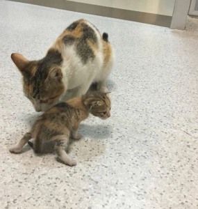 Instanbul cat taking his baby to hospital